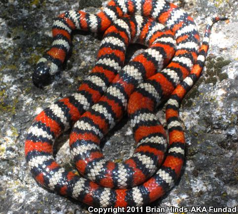 San Bernardino Mountain Kingsnake (Lampropeltis zonata parvirubra)