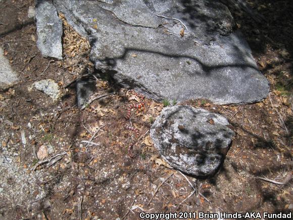 San Bernardino Mountain Kingsnake (Lampropeltis zonata parvirubra)