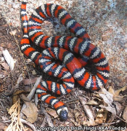 San Bernardino Mountain Kingsnake (Lampropeltis zonata parvirubra)