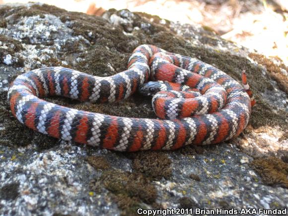 San Bernardino Mountain Kingsnake (Lampropeltis zonata parvirubra)