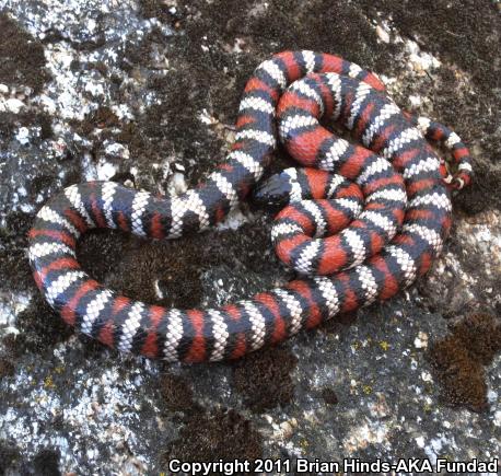 San Bernardino Mountain Kingsnake (Lampropeltis zonata parvirubra)