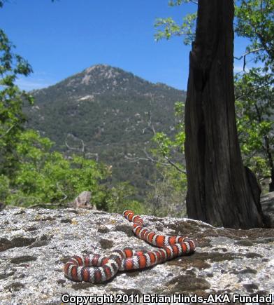 San Bernardino Mountain Kingsnake (Lampropeltis zonata parvirubra)