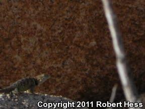 Yellow-backed Spiny Lizard (Sceloporus uniformis)