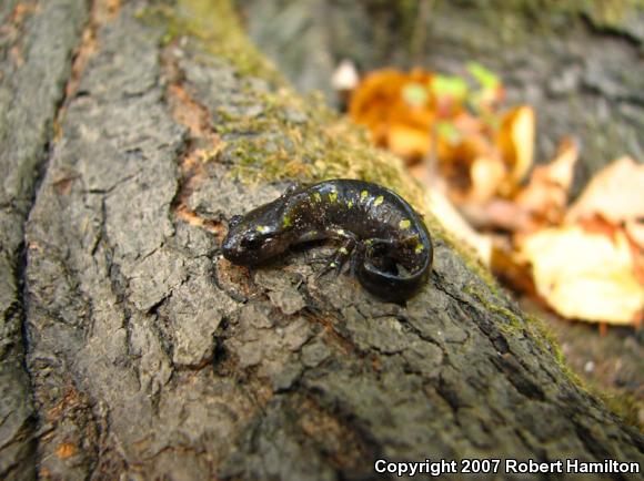 Spotted Salamander (Ambystoma maculatum)