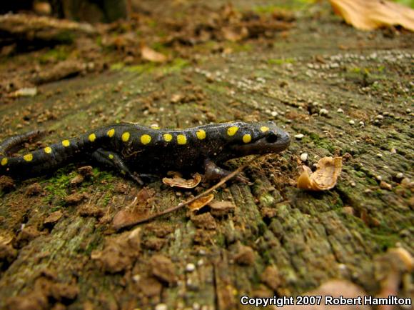 Spotted Salamander (Ambystoma maculatum)