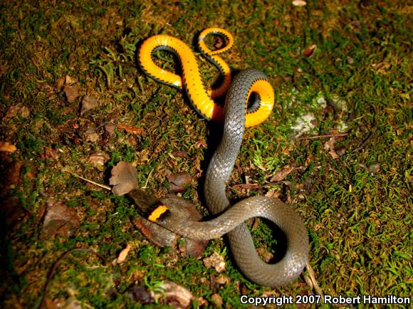 Northern Ring-necked Snake (Diadophis punctatus edwardsii)