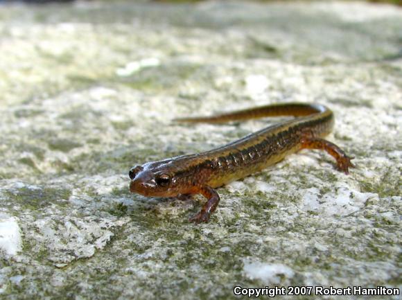 Northern Two-lined Salamander (Eurycea bislineata)