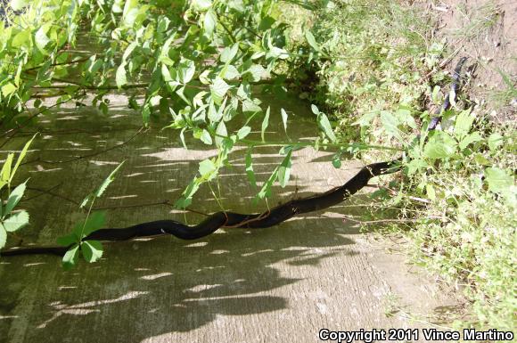 Eastern Ratsnake (Pantherophis alleghaniensis)