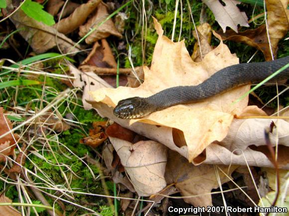 Northern Watersnake (Nerodia sipedon sipedon)