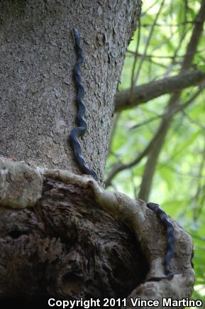 Eastern Ratsnake (Pantherophis alleghaniensis)