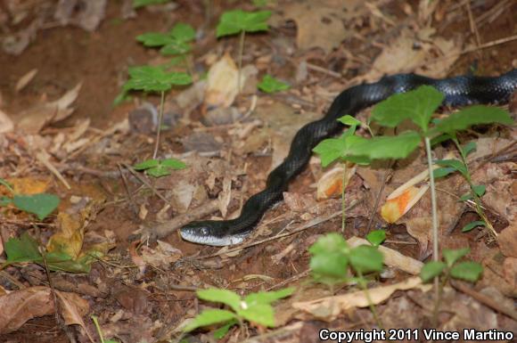 Eastern Ratsnake (Pantherophis alleghaniensis)