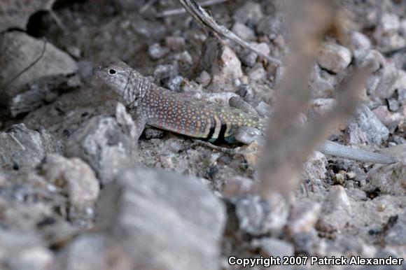 Greater Earless Lizard (Cophosaurus texanus)