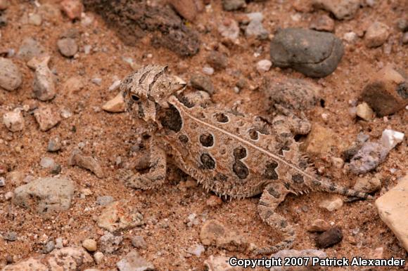 Texas Horned Lizard (Phrynosoma cornutum)