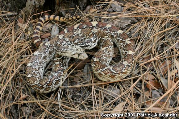 Sonoran Gopher Snake (Pituophis catenifer affinis)