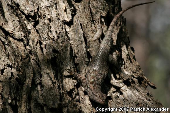 Clark's Spiny Lizard (Sceloporus clarkii)