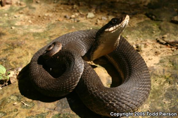 Eastern Hog-nosed Snake (Heterodon platirhinos)