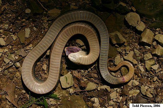 Eastern Hog-nosed Snake (Heterodon platirhinos)