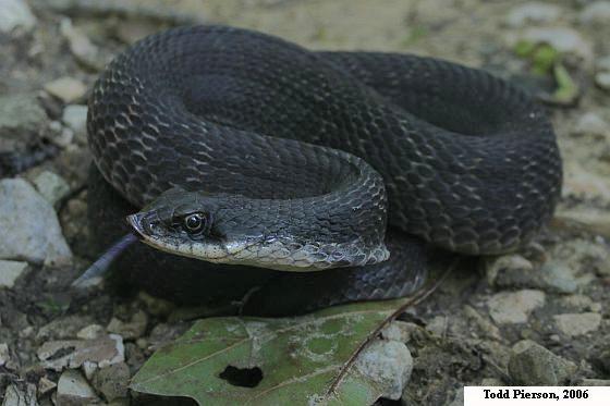 Eastern Hog-nosed Snake (Heterodon platirhinos)