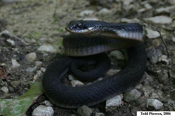 Eastern Hog-nosed Snake (Heterodon platirhinos)