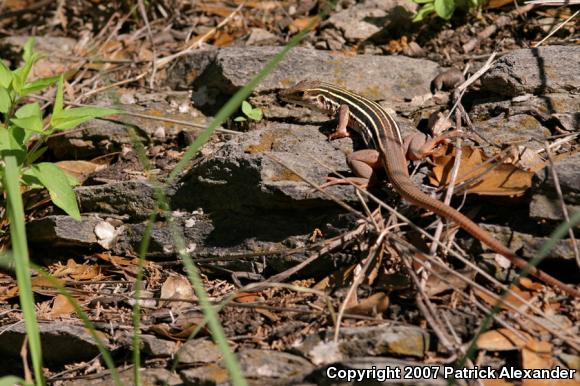 Canyon Spotted Whiptail (Aspidoscelis burti)