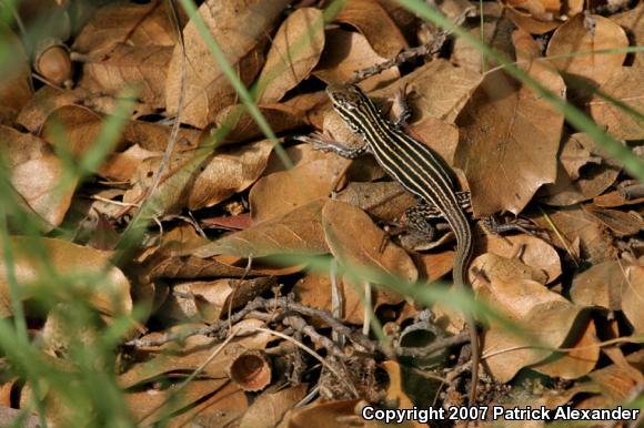 Sonoran Spotted Whiptail (Aspidoscelis sonorae)