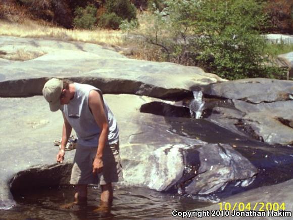 Sierra Gartersnake (Thamnophis couchii)