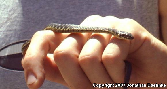 Sierra Gartersnake (Thamnophis couchii)