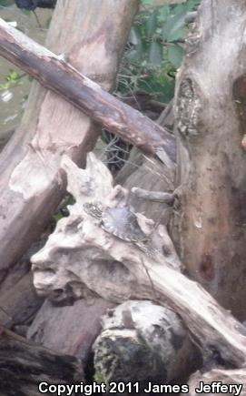 Pascagoula Map Turtle (Graptemys gibbonsi)