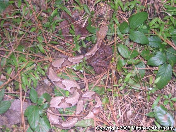 Southern Copperhead (Agkistrodon contortrix contortrix)