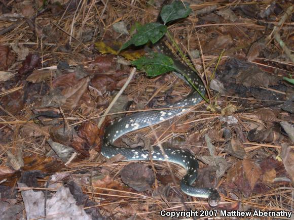 Buttermilk Racer (Coluber constrictor anthicus)