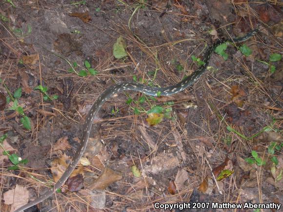 Buttermilk Racer (Coluber constrictor anthicus)