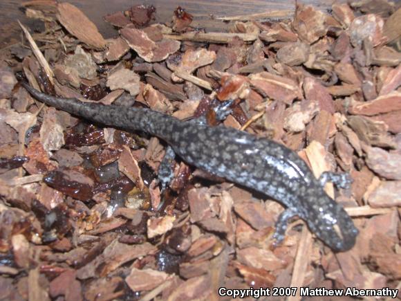 Small-mouthed Salamander (Ambystoma texanum)