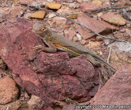 SouthWestern Earless Lizard (Cophosaurus texanus scitulus)