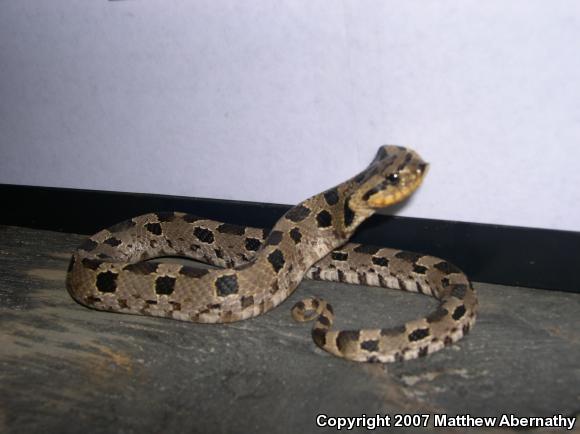 Eastern Hog-nosed Snake (Heterodon platirhinos)