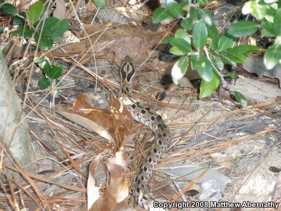 Eastern Hog-nosed Snake (Heterodon platirhinos)