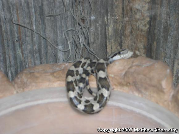 Texas Ratsnake (Pantherophis obsoletus lindheimeri)