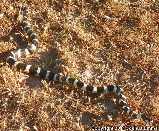 California Kingsnake (Lampropeltis getula californiae)