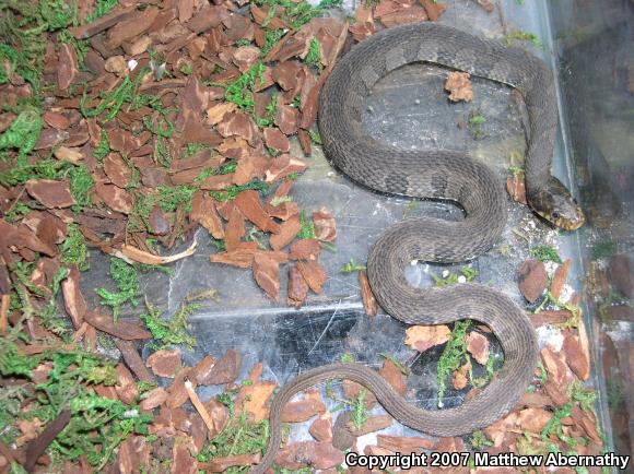 Yellow-bellied Watersnake (Nerodia erythrogaster flavigaster)