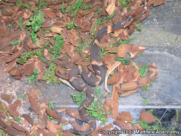 Broad-banded Watersnake (Nerodia fasciata confluens)