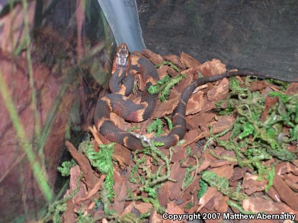 Broad-banded Watersnake (Nerodia fasciata confluens)