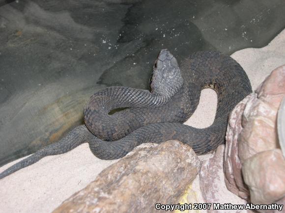 Western Cottonmouth (Agkistrodon piscivorus leucostoma)