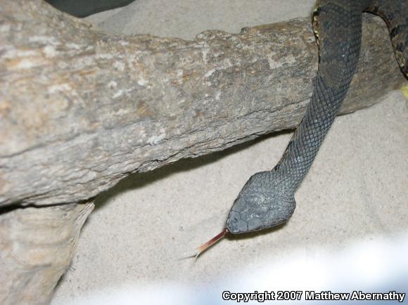 Western Cottonmouth (Agkistrodon piscivorus leucostoma)