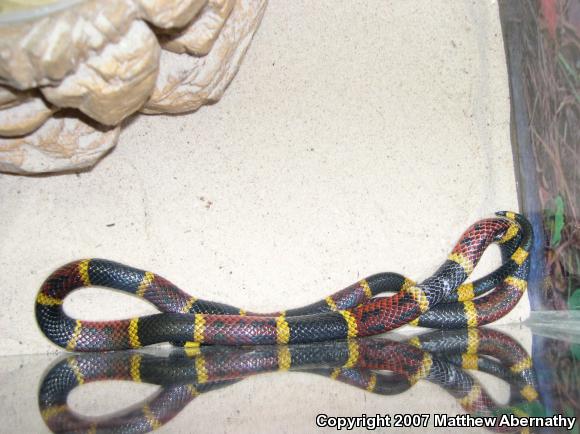 Texas Coralsnake (Micrurus tener tener)