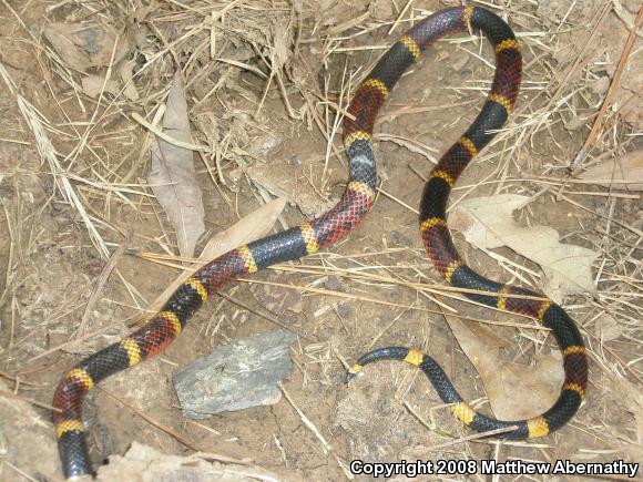 Texas Coralsnake (Micrurus tener tener)