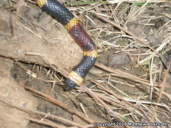 Texas Coralsnake (Micrurus tener tener)