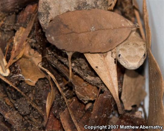 Southern Copperhead (Agkistrodon contortrix contortrix)