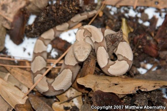 Southern Copperhead (Agkistrodon contortrix contortrix)