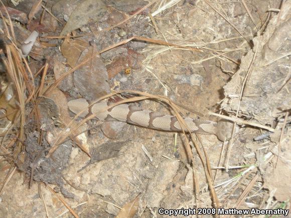 Southern Copperhead (Agkistrodon contortrix contortrix)