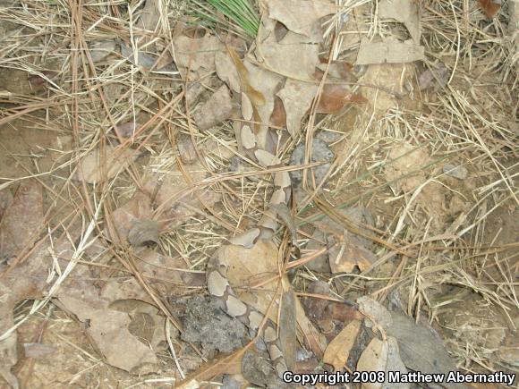 Southern Copperhead (Agkistrodon contortrix contortrix)