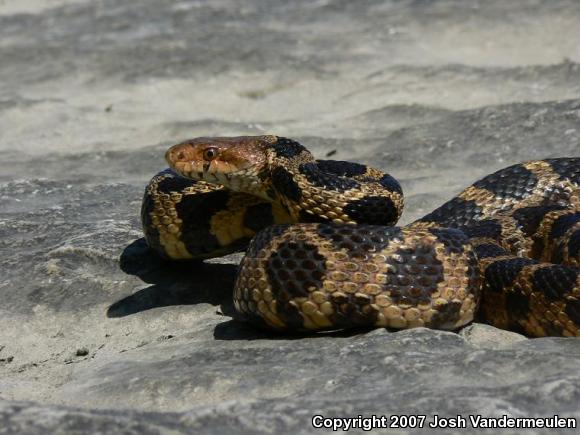 Eastern Foxsnake (Pantherophis gloydi)